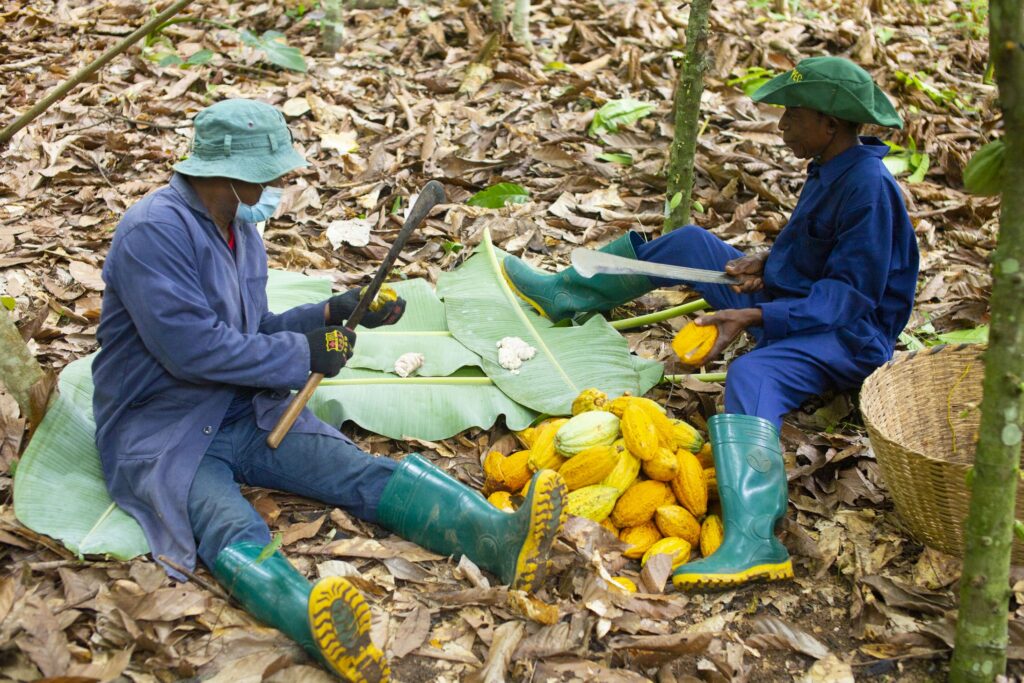 Ghana Kanda Chocolate farmers 3